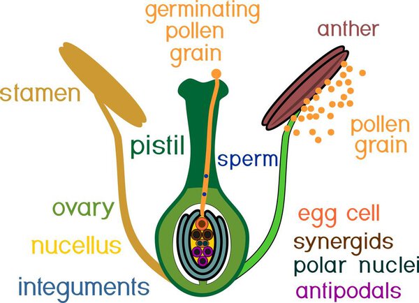 Структура пестика и тычинки в секции во время двойного оплодотворения
