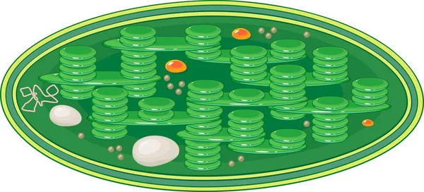 Estructura Del Cloroplasto Típico Plantas Superiores — Vector de stock