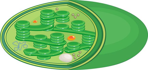 Structure of typical higher-plant chloroplast