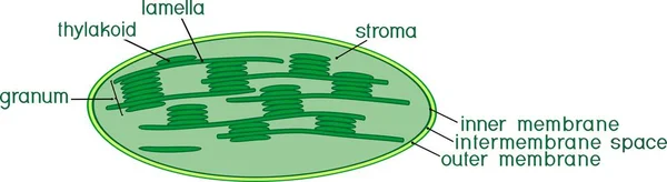 Chloroplast Structuur Met Titels — Stockvector