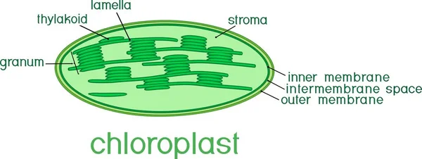 Kloroplast Başlıkları Ile Yapısını — Stok Vektör