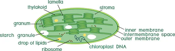 Structuur Van Chloroplast Met Titels — Stockvector