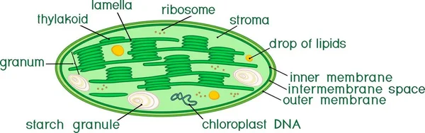 Kloroplast Başlıkları Ile Yapısını — Stok Vektör