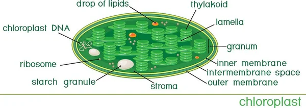 Structuur Van Chloroplast Met Engelse Titels — Stockvector
