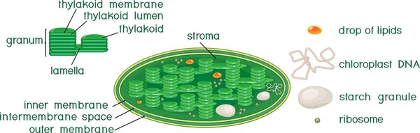 Structuur Van Chloroplast Met Engelse Titels — Stockvector