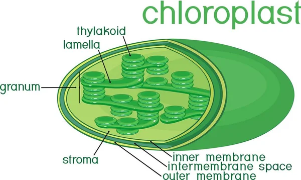 Struktur Von Chloroplast Mit Englischen Titeln — Stockvektor