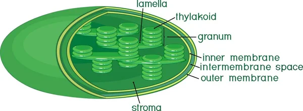 Estructura Cloroplast Con Títulos Inglés — Vector de stock