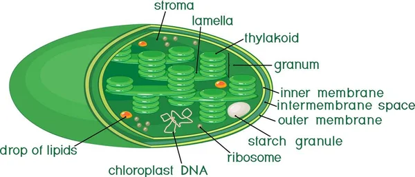 Struktur Kloroplast Med Engelska Titlar — Stock vektor