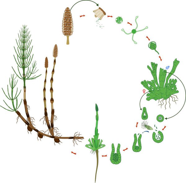 Equisetum life cycle. Diagram of life cycle of horsetail (Equisetum Arvense) with monomeric gametophyte