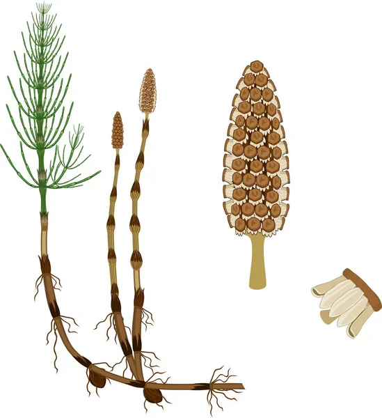 Equisetum Arvense Paardestaart Sporofyt Met Strobilus Sporangiophore — Stockvector