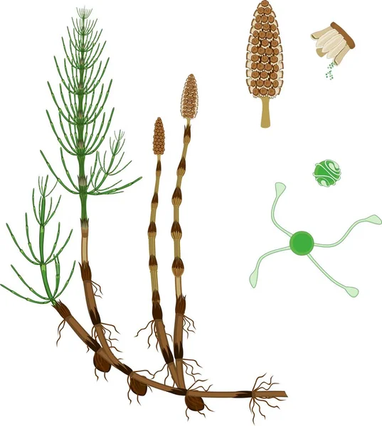 Equisetum Arvense Schachtelhalm Sporophyt Mit Strobilus Sporangiophor Und Spore Mit — Stockvektor