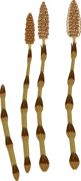 Tallos Fértiles Equisetum Arvense Cola Caballo Con Strobilus — Vector de stock