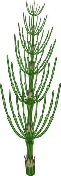 Equisetum Arvense Horsetail Зеленое Растение Белом Фоне — стоковый вектор