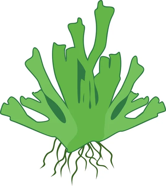 Gamétophyte Equisetum Arvense Prêle — Image vectorielle