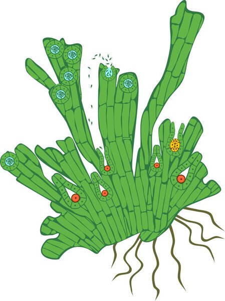 Structure of monomeric gametophyte of equisetum arvense (horsetail) with archegonium and antheridium