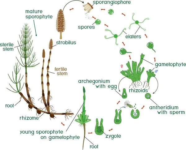 Siklus Hidup Equisetum Diagram Siklus Hidup Ekor Kuda Equisetum Arvense - Stok Vektor