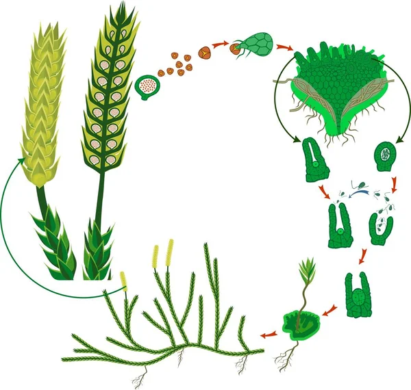 Ciclo Vida Del Clubmoss Diagrama Del Ciclo Vida Del Lycopodium — Archivo Imágenes Vectoriales