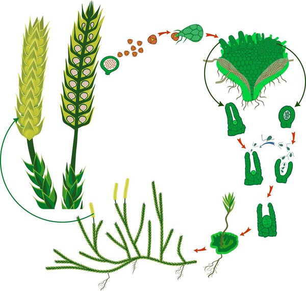 Clubmoss life cycle. Diagram of life cycle of Lycopodium (Running clubmoss or Lycopodium clavatum)