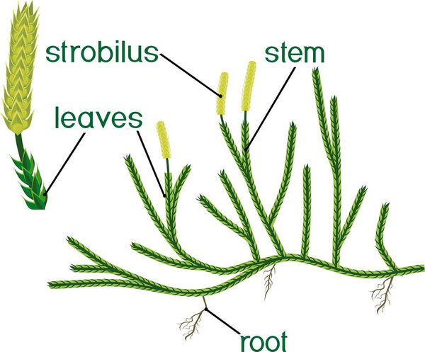 Parts of plant. Structure of Clubmoss or Lycopodium (Running clubmoss or Lycopodium clavatum) sporophyte with titles