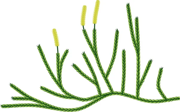 Lycopodium Clubmoss Lycopodium Clavatum Sur Fond Blanc — Image vectorielle