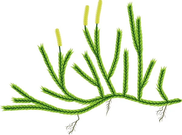 Clubmoss Clavatum 바탕에 — 스톡 벡터