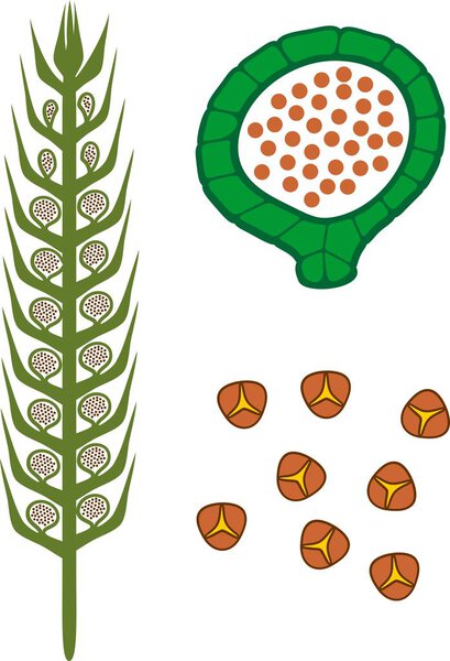 Strobilus of Lycopodium (Running clubmoss or Lycopodium clavatum) with sporangium and spores on white background
