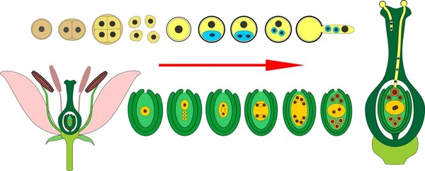 Female Gametophyte Imagenes Vectoriales Ilustraciones Libres De