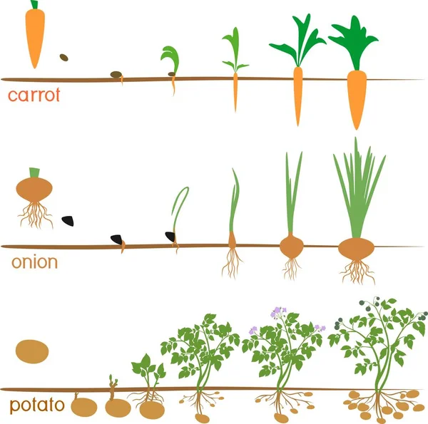 62 Solanum Tuberosum Vector Images Solanum Tuberosum Illustrations Depositphotos 62 Solanum Tuberosum Vector Images Solanum Tuberosum Illustrations Depositphotos
