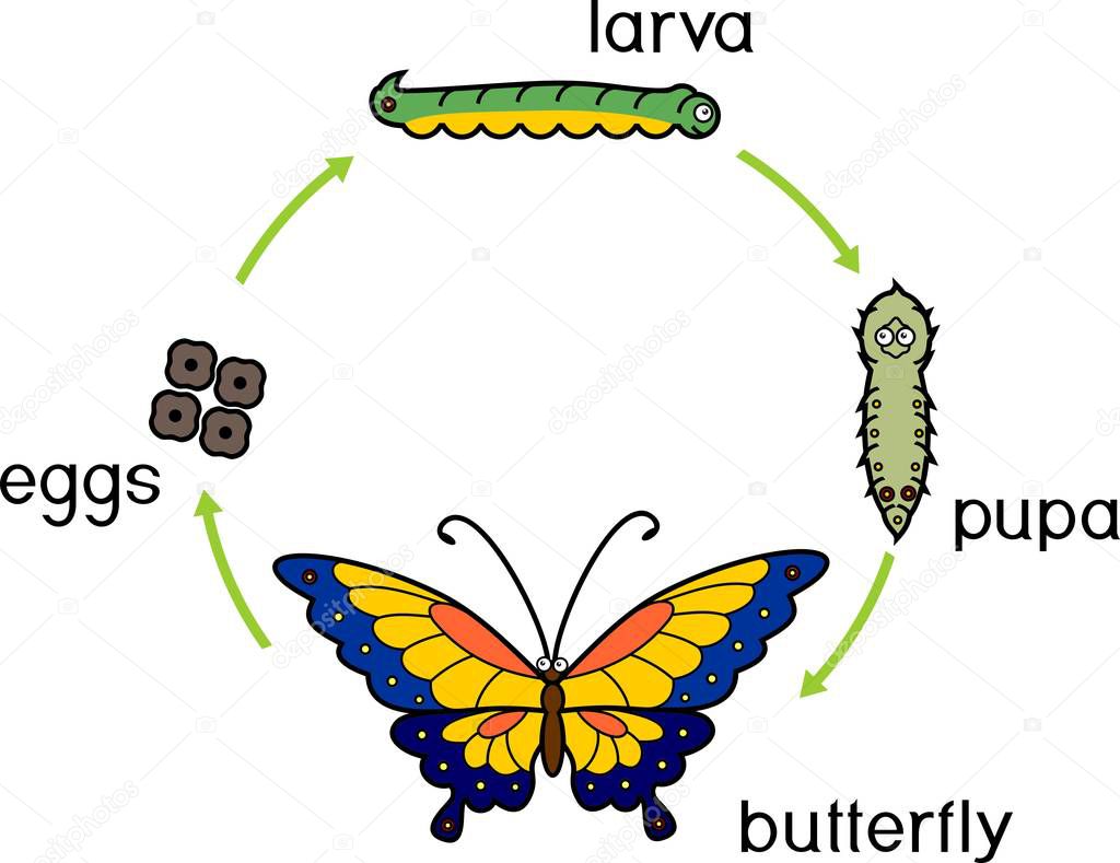 Metamorphosis In Butterfly Life Cycle Of Butterfly Yo vrogue.co