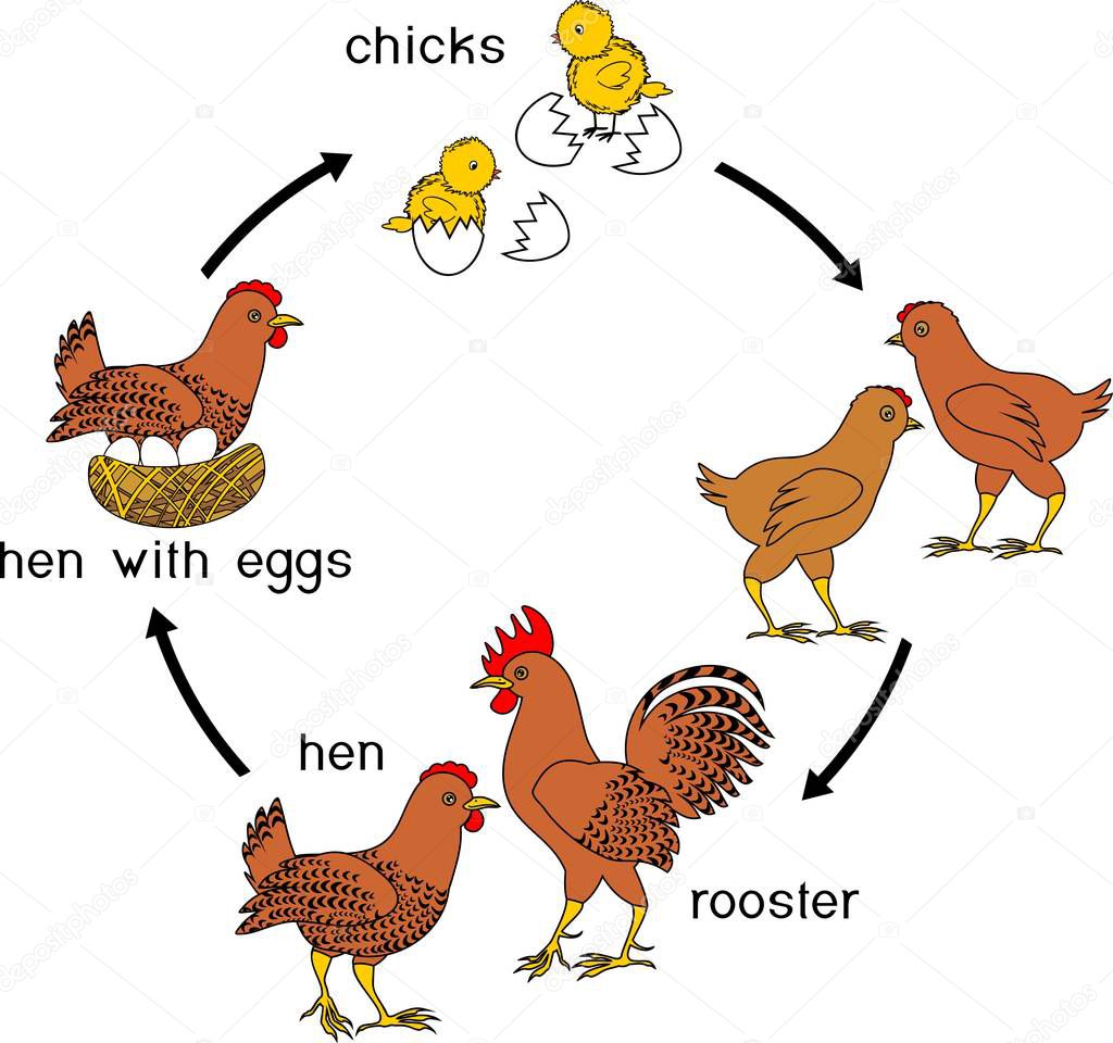 Ciclo de vida del pollo con títulos. Etapas del crecimiento de la ...