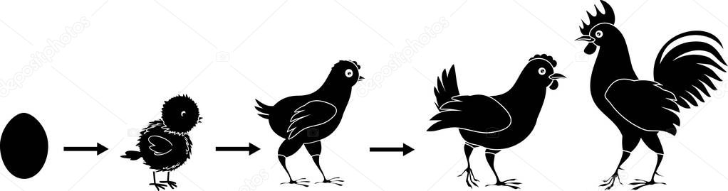 Stages of chicken growth from egg to adult bird