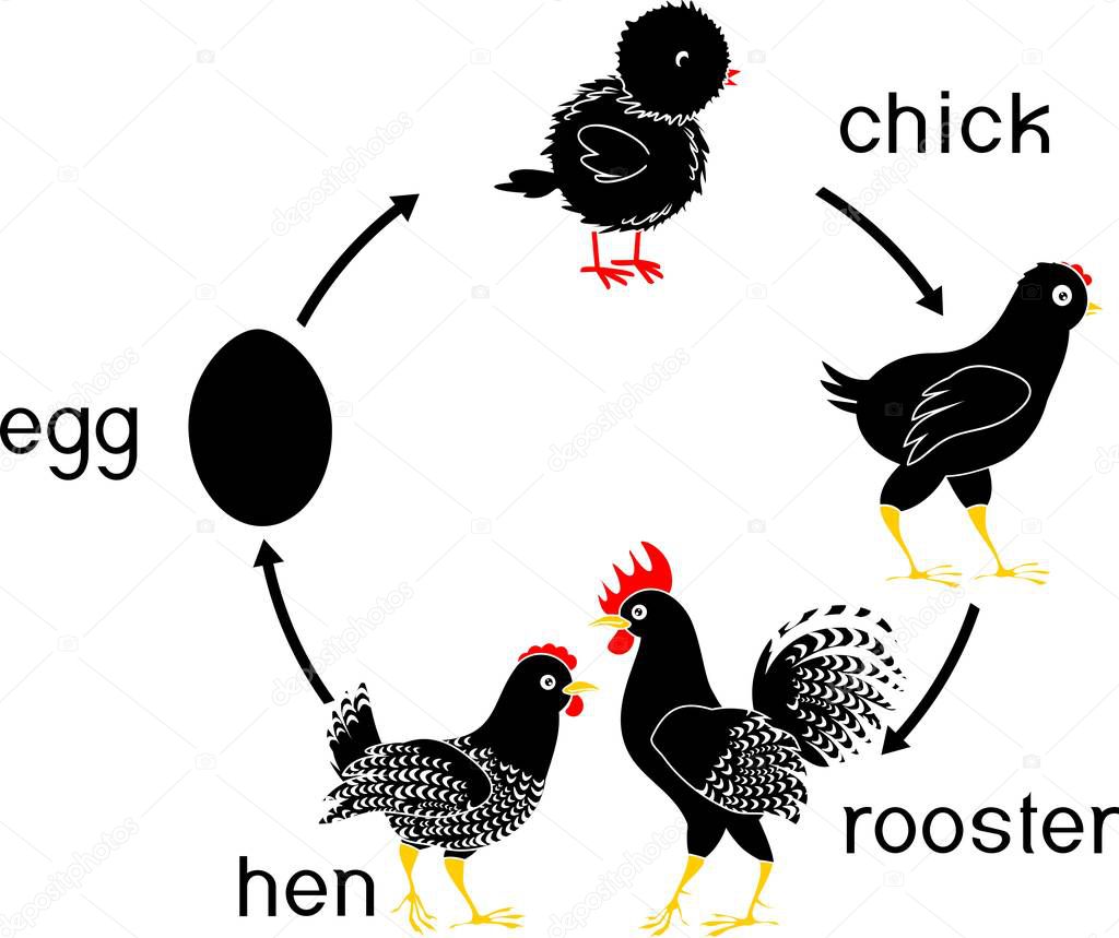 Chicken Life Cycle With Titles Stages Of Chicken Growth From Egg To Adult Bird Premium Vector In Adobe Illustrator Ai Ai Format Encapsulated Postscript Eps Eps Format