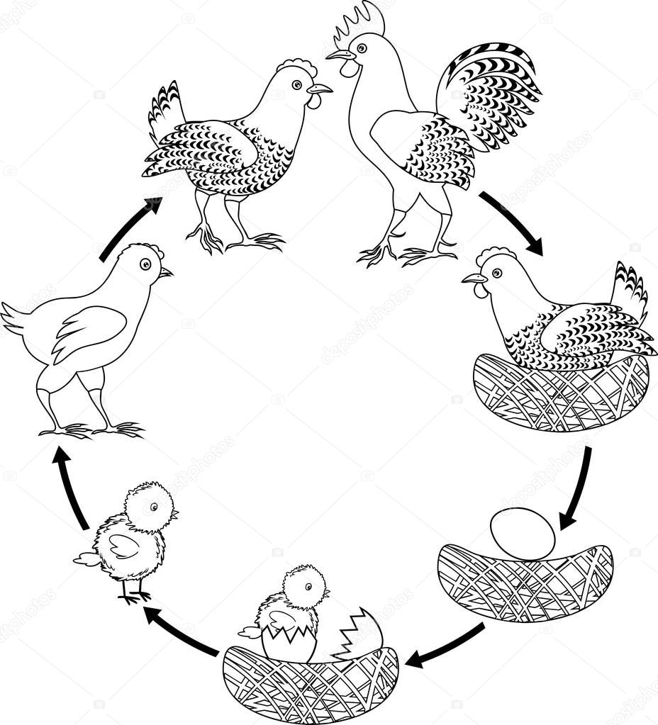 Ciclo de vida del pollo. Etapas