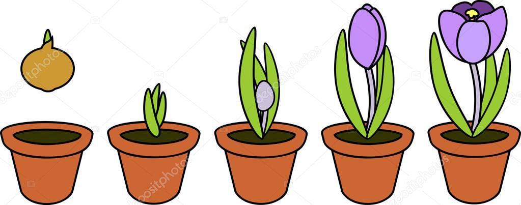 Crocus life cycle. Stages of growth from planting bulb in flowerpot to flowering plant