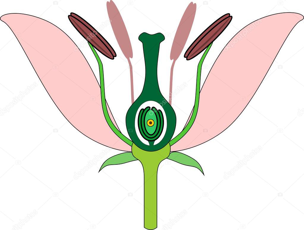 Parts of flower on white background