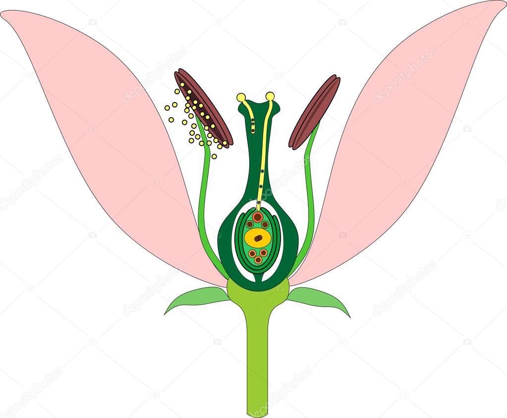 Parts of flower and double fertilization