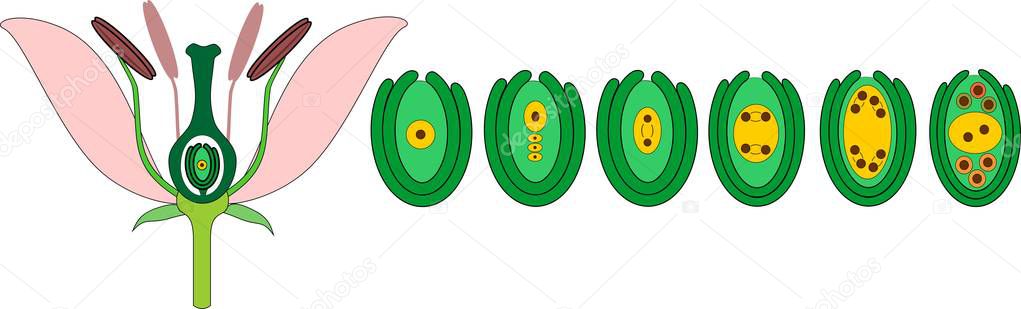 Development of embryo sac from megaspore