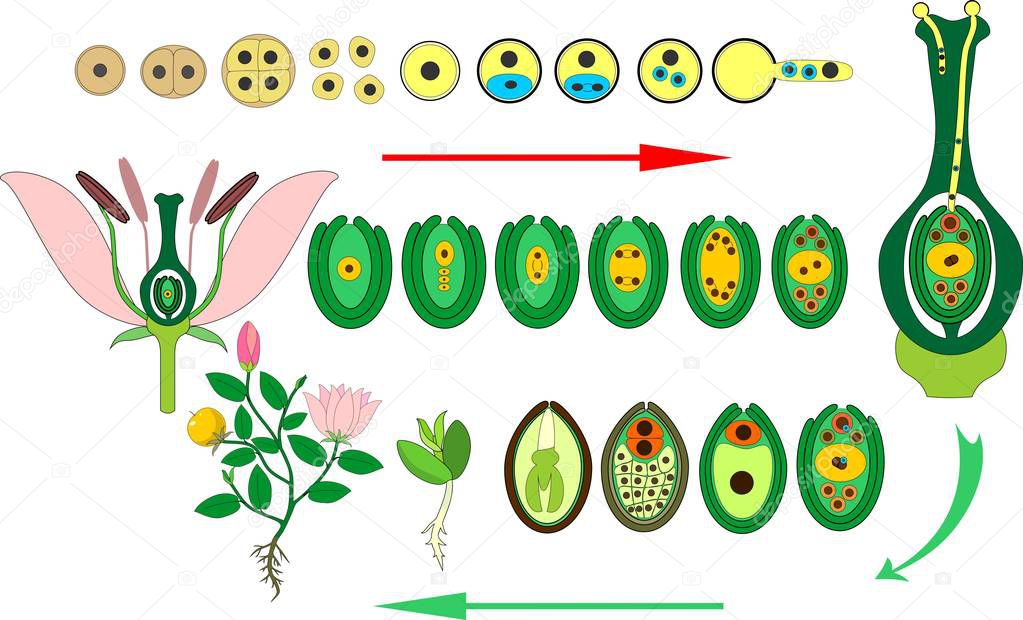 Angiosperm plant life cycle. Diagram of life cycle of flowering plant with double fertilization