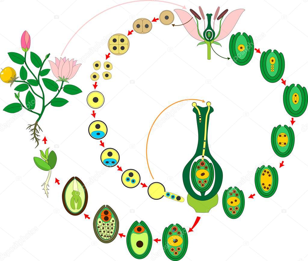 Angiosperm plant life cycle. Diagram of life cycle of flowering plant with double fertilization