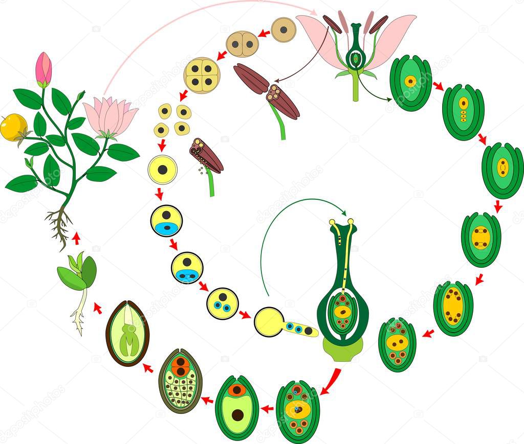 Angiosperm plant life cycle. Diagram of life cycle of flowering plant with double fertilization