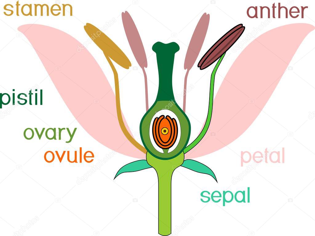 Parts of flower with titles. Cross section of typical angiosperm flower