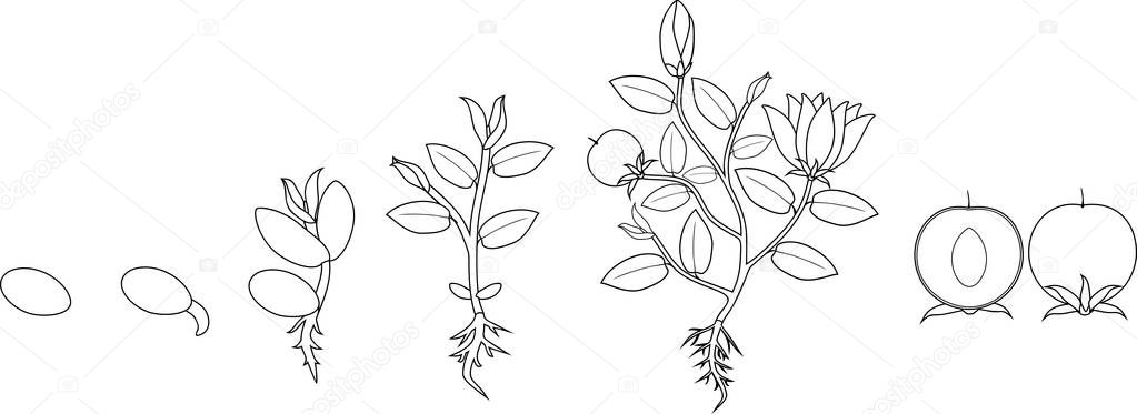 Coloring page. Stages of growth of flowering plant from seed