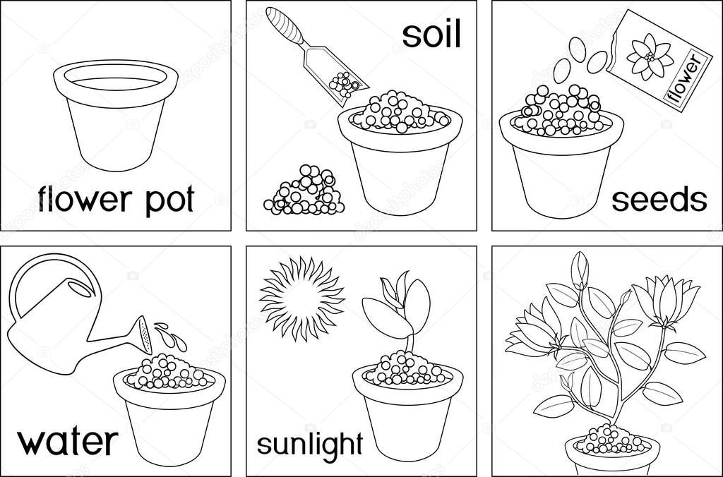 Página Para Colorear Instrucciones Sobre Cómo Plantar Flores Seis Pasos