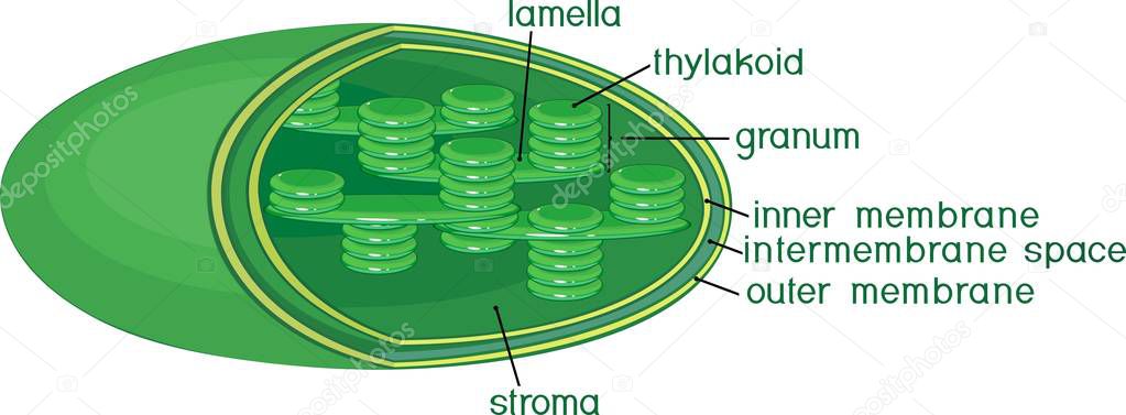 Structure of chloroplast with english titles
