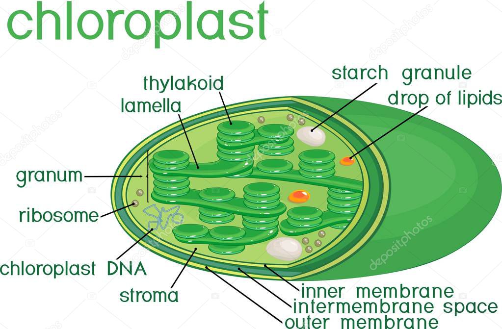 Structure of chloroplast with english titles