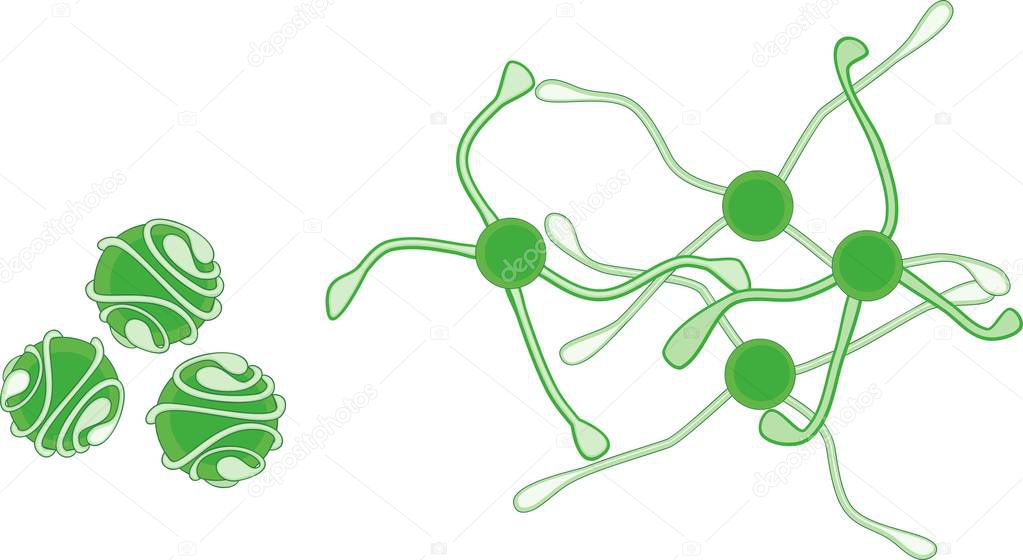 Spores of equisetum arvense (horsetail) with uncoiled elaters