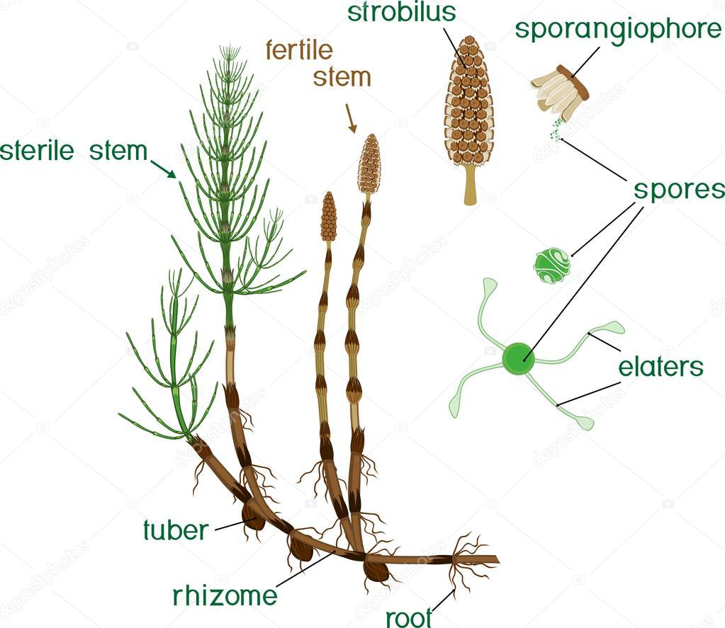 Parts of Equisetum arvense (horsetail) sporophyte with fertile and sterile stems and titles