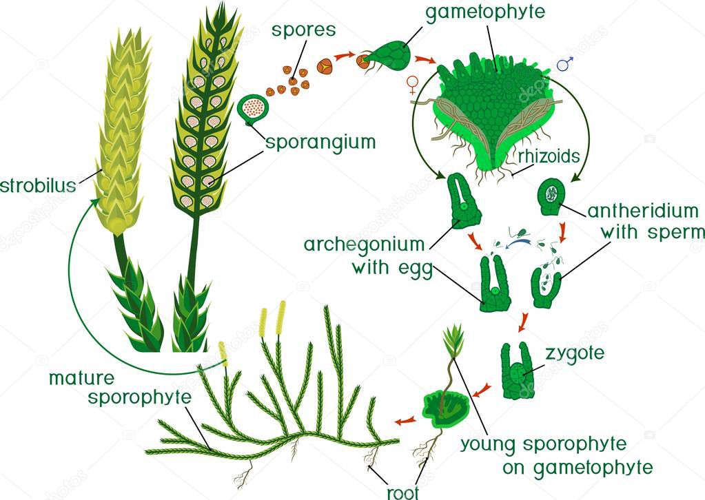 Clubmoss life cycle. Diagram of life cycle of Lycopodium (Running clubmoss or Lycopodium clavatum) with titles