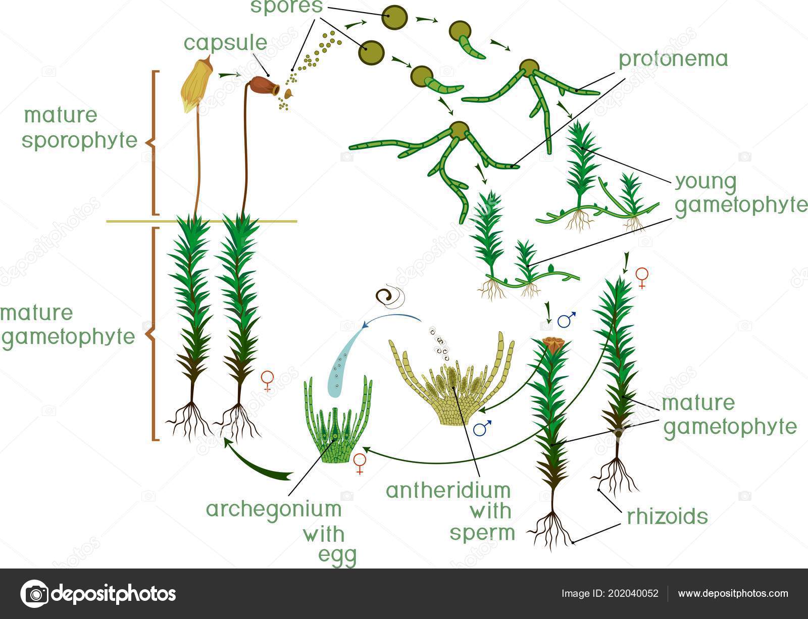 Moss Life Cycle Diagram Life Cycle Common Haircap Moss Polytrichum ...