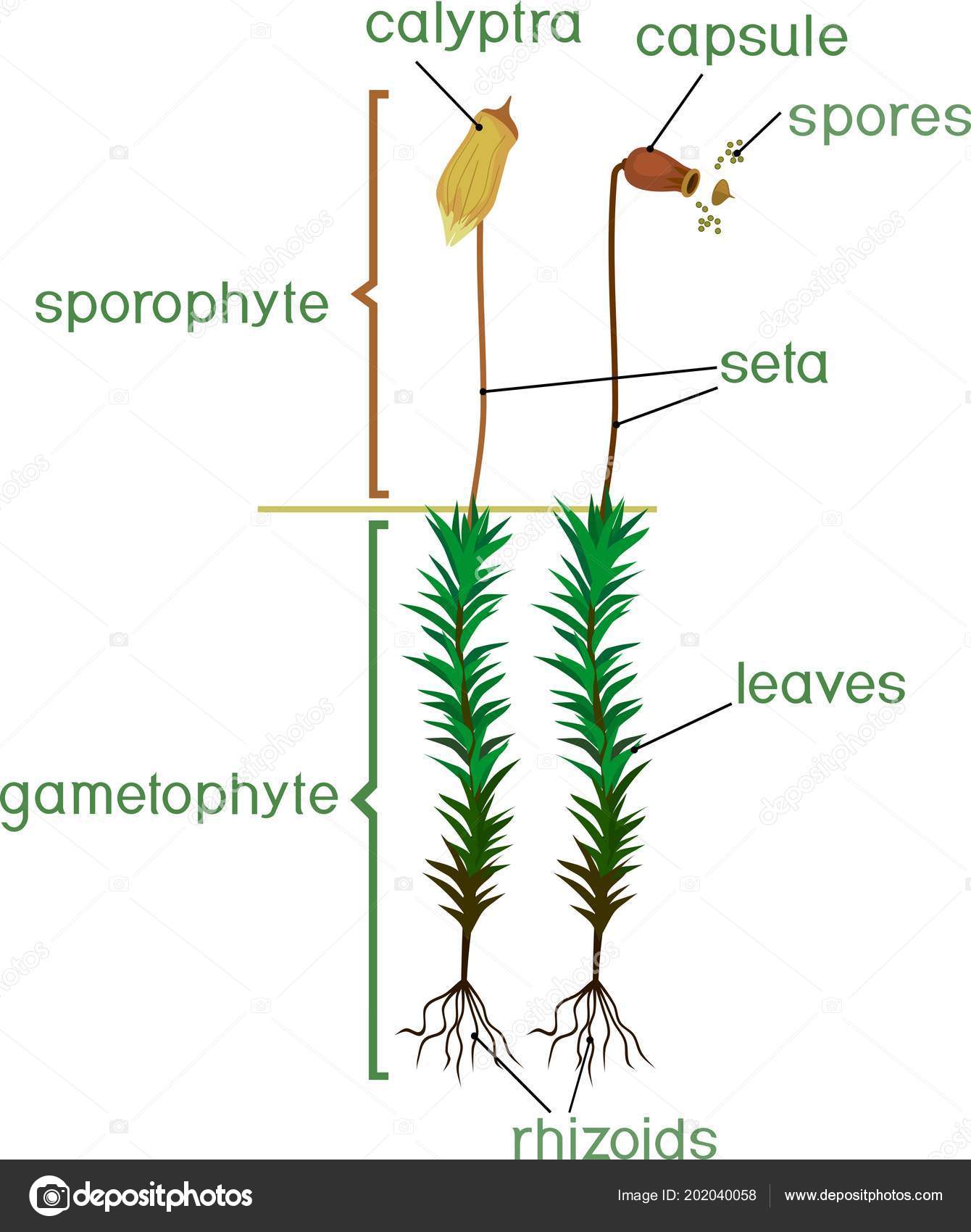 Structure Female Plant Haircap Moss Gametophyte Sporophyte Titles Stock ...